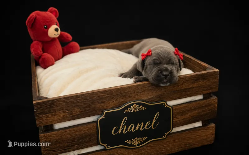 Chanel – Cane Corso puppy for sale in Avondale, AZ
