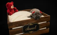 Chanel, a female Cane Corso for sale in Avondale, AZ – 1 of 1
