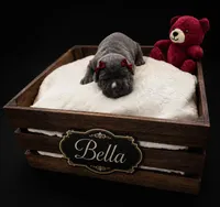 Bella, a female Cane Corso for sale in Avondale, AZ – 1 of 1