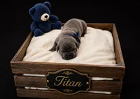 Titan, a male Cane Corso for sale in Avondale, AZ – 1 of 1