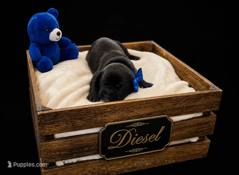 Diesel – Cane Corso puppy for sale in Avondale, AZ