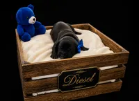 Diesel, a male Cane Corso for sale in Avondale, AZ – 1 of 1