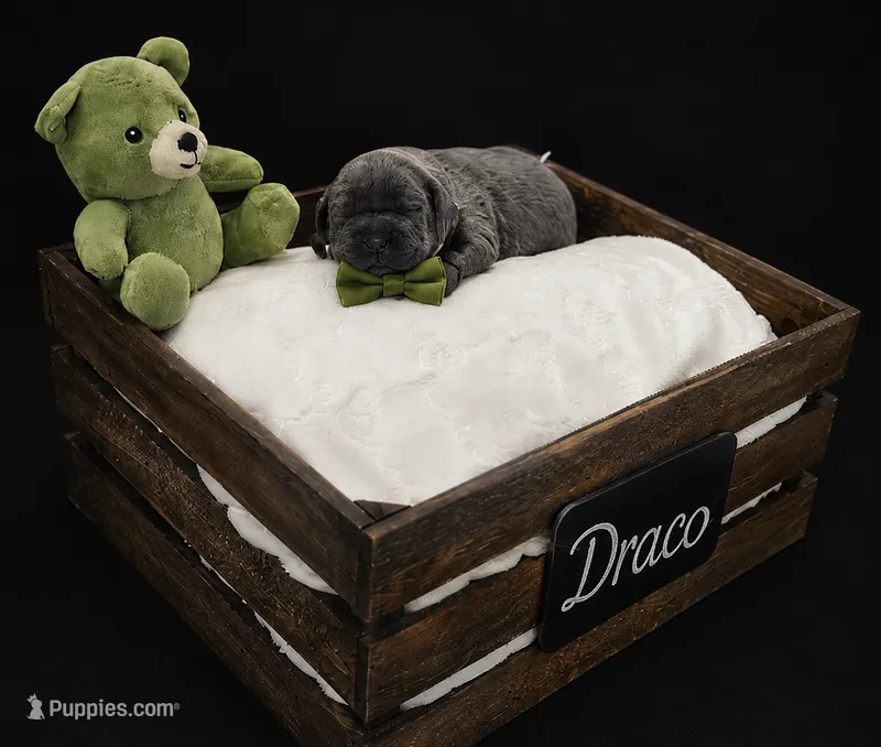 Draco – Cane Corso puppy for sale in Avondale, AZ