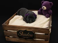 Shadow, a female Cane Corso for sale in Avondale, AZ – 1 of 1