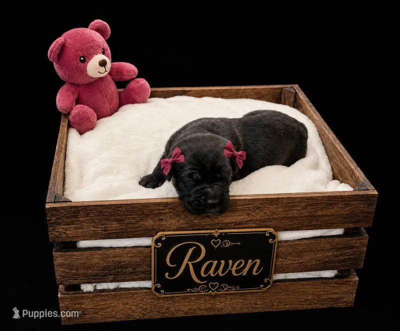 Raven – Cane Corso puppy for sale in Avondale, AZ