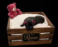 Raven, a female Cane Corso for sale in Avondale, AZ – 1 of 1