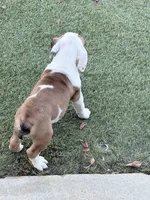 Parker, a female English Bulldog for sale in Playa Vista, CA – 7 of 8