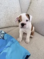 Parker, a female English Bulldog for sale in Playa Vista, CA – 5 of 8