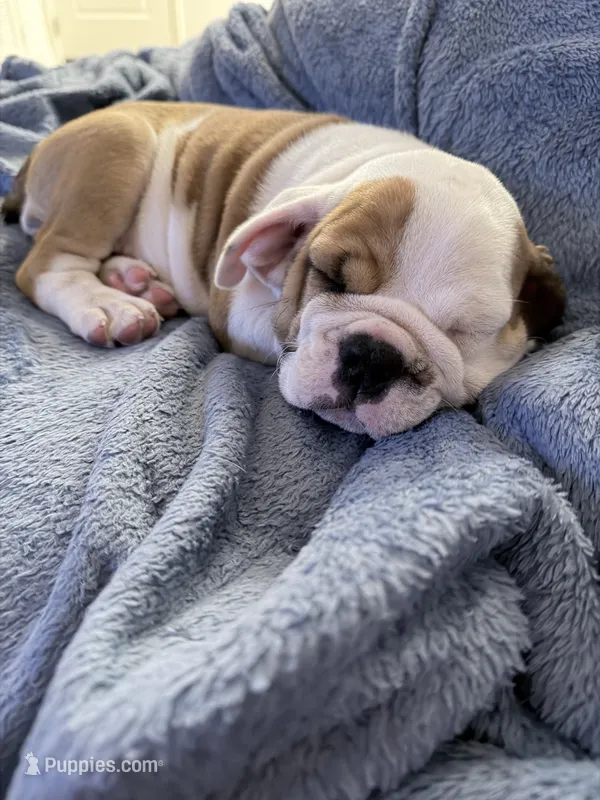 Parker – English Bulldog puppy for sale in Playa Vista, CA
