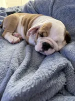 Parker, a female English Bulldog for sale in Playa Vista, CA – 1 of 8