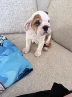 Parker, a female English Bulldog for sale in Playa Vista, CA – 6 of 8