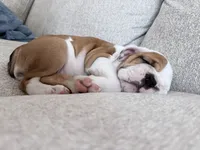 Parker, a female English Bulldog for sale in Playa Vista, CA – 4 of 8