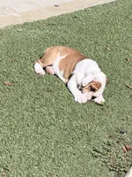 Parker, a female English Bulldog for sale in Playa Vista, CA – 8 of 8