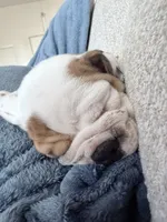 Parker, a female English Bulldog for sale in Playa Vista, CA – 3 of 8