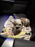 Parker, a female English Bulldog for sale in Playa Vista, CA – 2 of 8