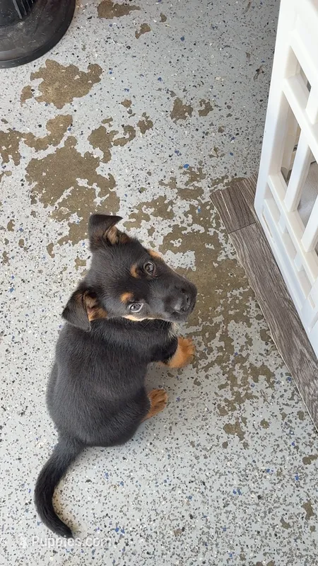 Max – German Shepherd Dog puppy for sale in Louisville, KY