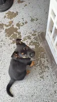 Max, a male German Shepherd Dog for sale in Louisville, KY – 1 of 2