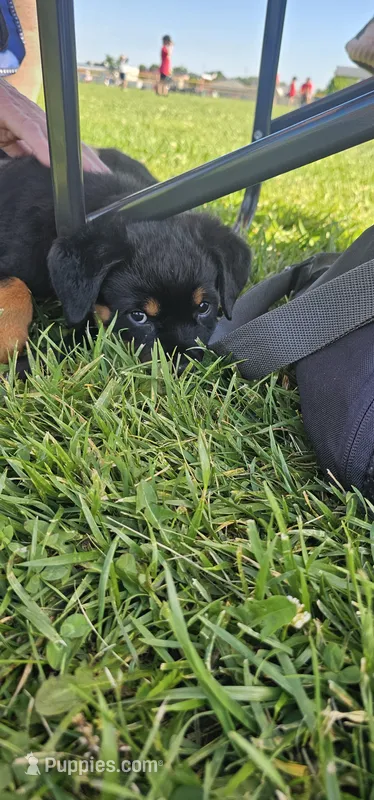 Princess – Rottweiler puppy for sale in Pocahontas, IL