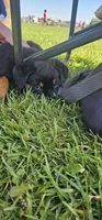 Princess, a female Rottweiler for sale in Pocahontas, IL – 1 of 1