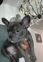 French Bulldog , a female French Bulldog for sale in Redmond, OR – 2 of 5