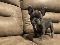 French Bulldog , a female French Bulldog for sale in Redmond, OR – 5 of 5