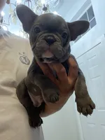 French Bulldog , a female French Bulldog for sale in Redmond, OR – 3 of 5