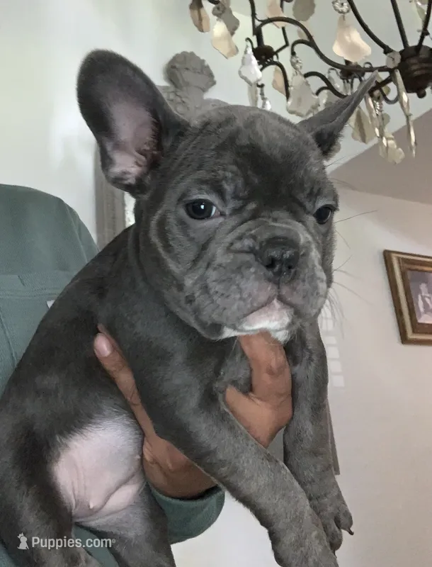 French Bulldog  – French Bulldog puppy for sale in Redmond, OR