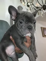 French Bulldog , a female French Bulldog for sale in Redmond, OR – 1 of 5