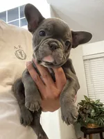 French Bulldog , a female French Bulldog for sale in Redmond, OR – 4 of 5