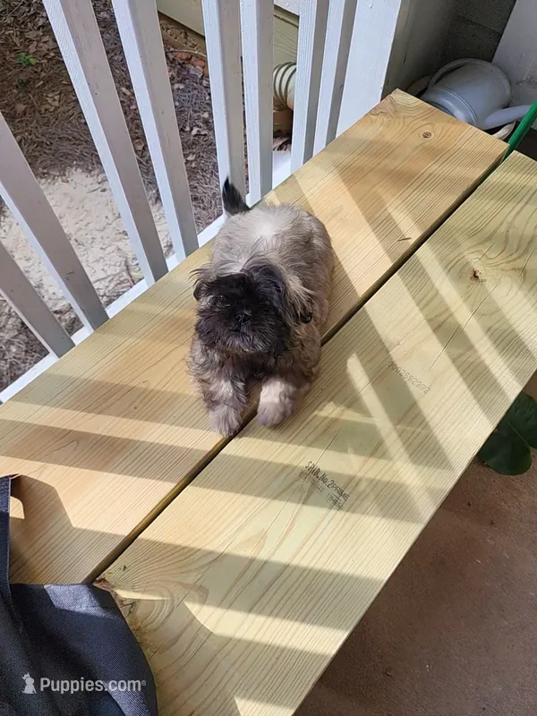 Rehma – Shih Tzu puppy for sale in Newnan, GA