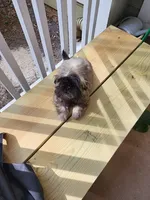 Rehma, a female Shih Tzu for sale in Newnan, GA – 1 of 6