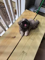 Rehma, a female Shih Tzu for sale in Newnan, GA – 2 of 6