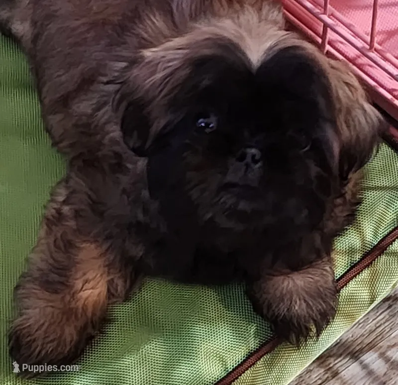 Lovie – Shih Tzu puppy for sale in Newnan, GA
