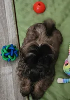 Rehma, a female Shih Tzu for sale in Newnan, GA – 3 of 4