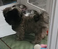 Lovie, a female Shih Tzu for sale in Newnan, GA – 5 of 7