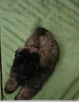 Rehma, a female Shih Tzu for sale in Newnan, GA – 3 of 6