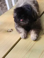 Lovie, a female Shih Tzu for sale in Newnan, GA – 3 of 7