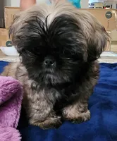 Rehma, a female Shih Tzu for sale in Newnan, GA – 1 of 4