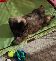 Rehma, a female Shih Tzu for sale in Newnan, GA – 2 of 4