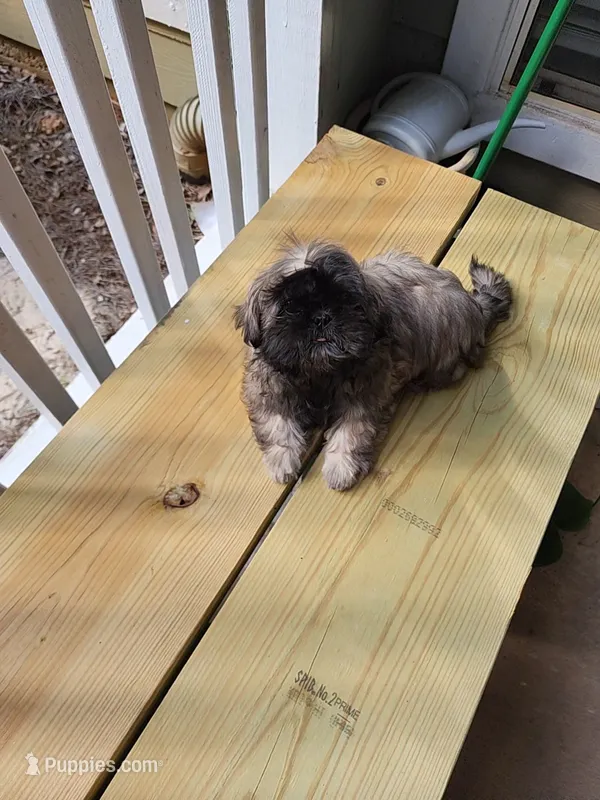 Lovie – Shih Tzu puppy for sale in Newnan, GA