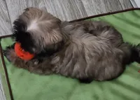 Rehma, a female Shih Tzu for sale in Newnan, GA – 4 of 4