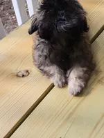 Lovie, a female Shih Tzu for sale in Newnan, GA – 4 of 7