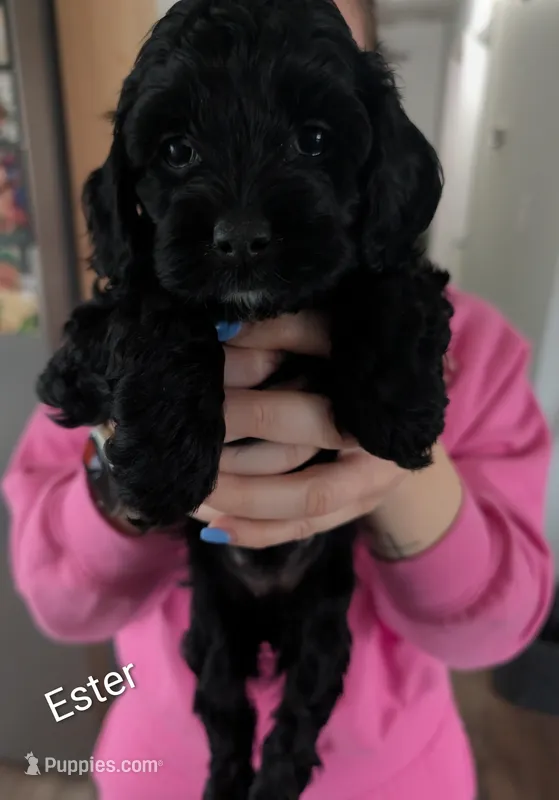 Esther, a female Cockapoo for sale in Crown Point, IN – Photo 1 of 2