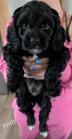 Mini Cockapoos, a male Cockapoo for sale in Crown Point, IN – Photo 4 of 6