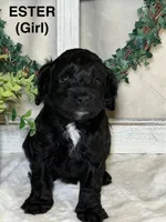Mini Cockapoos, a male Cockapoo for sale in Crown Point, IN – Photo 3 of 6