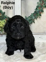 Ralphie, a male Cockapoo for sale in Crown Point, IN – Photo 1 of 2