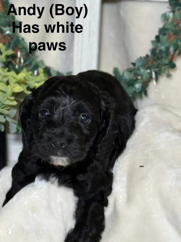 Andy, a male Cockapoo for sale in Crown Point, IN – Photo 1 of 2