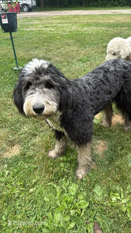 Olivia – Sheepadoodle puppy for sale in Eleva, WI