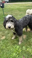 Olivia, a female Sheepadoodle for sale in Eleva, WI – 1 of 1