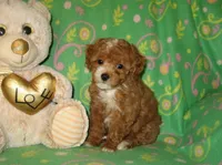 Toy Copper, a male Maltipoo and Poodle - Toy  for sale in Sunman, IN – 3 of 7